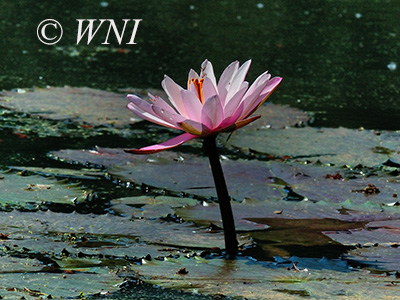 Red Water Lily (Nymphaea rubra)